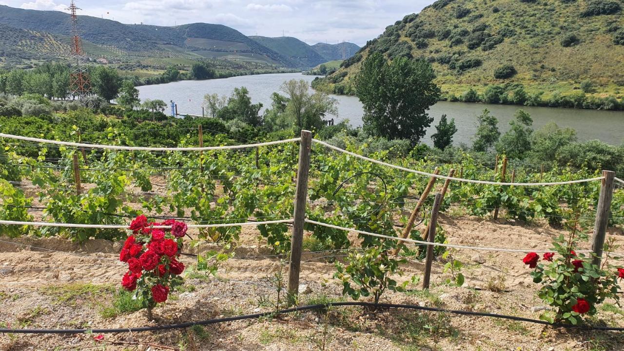 Olhares Do Douro Konuk evi Torre De Moncorvo Dış mekan fotoğraf